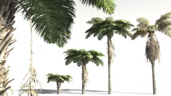 EVERYPlant African Oil Palm 06 -- 10 Models 3D model