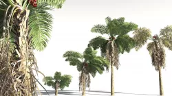 EVERYPlant African Oil Palm 07 -- 10 Models 3D model