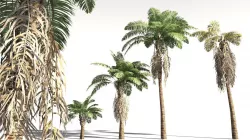 EVERYPlant African Oil Palm 08 -- 10 Models 3D model