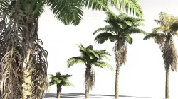 EVERYPlant African Oil Palm 09 -- 10 Models 3D model