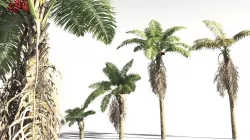EVERYPlant African Oil Palm 10 -- 10 Models 3D model