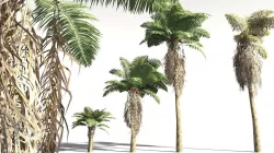 EVERYPlant African Oil Palm 11 -- 10 Models 3D model