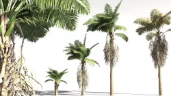 EVERYPlant African Oil Palm 12 -- 10 Models 3D model