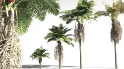 EVERYPlant African Oil Palm 13 -- 10 Models 3D model