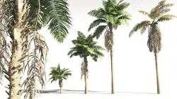 EVERYPlant African Oil Palm 14 -- 10 Models 3D model