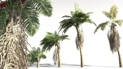 EVERYPlant African Oil Palm 15 -- 10 Models 3D model