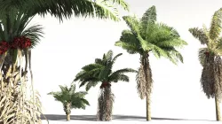 EVERYPlant African Oil Palm 16 -- 10 Models 3D model