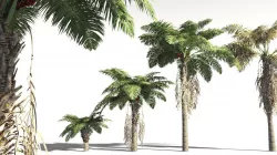 EVERYPlant African Oil Palm 17 -- 10 Models 3D model
