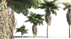 EVERYPlant African Oil Palm 18 -- 10 Models 3D model