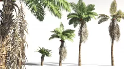 EVERYPlant African Oil Palm 19 -- 10 Models 3D model