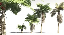 EVERYPlant African Oil Palm 20 -- 10 Models 3D model
