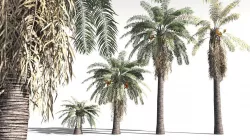 EVERYPlant Date Palm 01 -- 10 Models 3D model