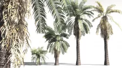EVERYPlant Date Palm 02 -- 10 Models 3D model