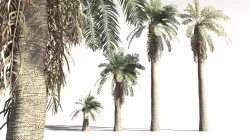 EVERYPlant Date Palm 03 -- 10 Models 3D model