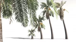 EVERYPlant Date Palm 04 -- 10 Models 3D model