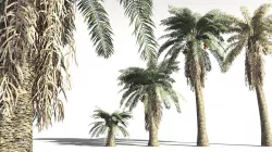 EVERYPlant Date Palm 05 -- 10 Models 3D model