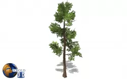 Fir tree lowpoly 3d model Low-poly  3D model