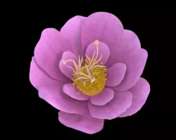 Flower 3D model