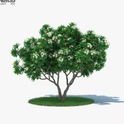 Frangipani Tree 3D model