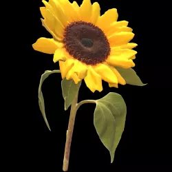 Fw6 - Sun Flower 3D model