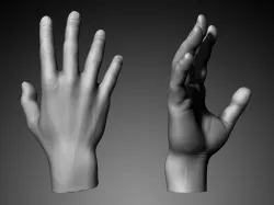 Hand 3D Model 3D model