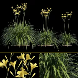 Hemerocallis 3D model