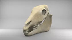 Horse Skull Low-poly  3D model