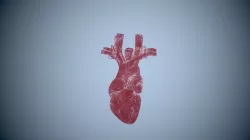 HUMAN HEART Low-poly 3D model 3D model