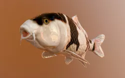 koi fish  Low-poly  3D model