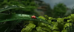 ladybug Ladybug in the forest Low-poly  3D model