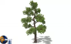 lowpoly forest trees 3d model Low-poly  3D model