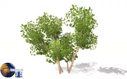 lowpoly tree bush 3d model Low-poly  3D model