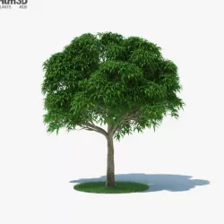 Mango Tree 3D model