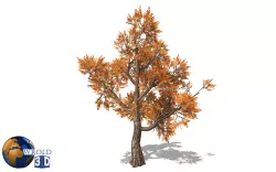Maple tree type lowpoly 3d model Low-poly  3D model