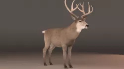 mule Deer 3D model