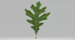 Oak Leaf 3D model