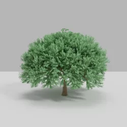 OAK TREE 3D model