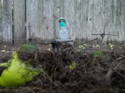 Picklomancer, the Pickle Necromancer