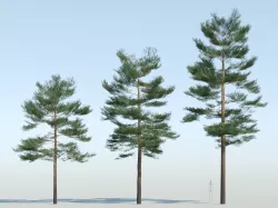 Pinus sylvestris - Scots pine -  3D model