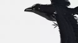 Raven 3D model