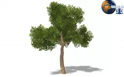 Realistic forest trees lowpoly 3d model Low-poly  3D model