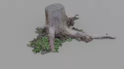 Realistic scanned gameready Pine stump Low-poly  3D model