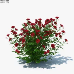 Rose Bush 3D model