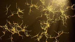Six  models of neurons  3D model