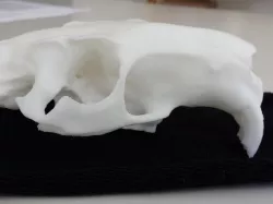 Skull of a nutria (Myocastor copypus)