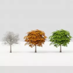Small Maple Tree G13 LOD Low-poly  3D model