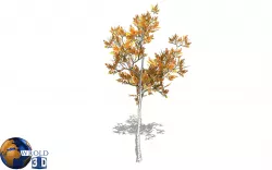 Small maple tree lowpoly 3d model Low-poly  3D model