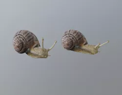Snail 3D model