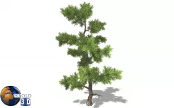 Spruce tree type 3d model Low-poly  3D model