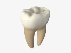 Tooth molars 3D model